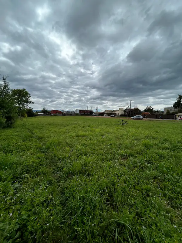 Fondo del terreno en Av. Luis Durand, Temuco, con araucaria joven